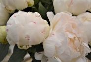 Paeonia lactiflora Elsa Sass 2/3