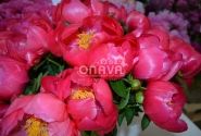 Paeonia hybride Flame 2/3