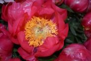 Paeonia hybride Flame 2/3