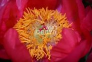 Paeonia hybride Flame 3/5