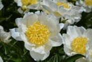 Paeonia lactiflora Jan van Leeuwen 2/3