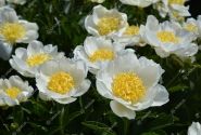 Paeonia lactiflora Jan van Leeuwen 2/3