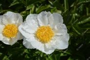 Paeonia lactiflora Krinkled White 3/5