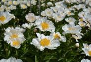 Paeonia lactiflora Krinkled White 3/5