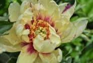 Paeonia intersectional Lollipop 3/5