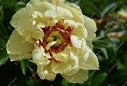 Paeonia intersectional Lollipop 3/5