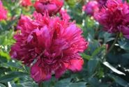 Paeonia hybride Many Happy Returns 2/3