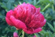 Paeonia hybride Many Happy Returns 2/3