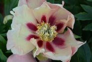 Paeonia intersectional Old Rose Dandy 5/+