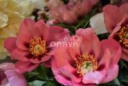 Paeonia intersectional Old Rose Dandy 5/+