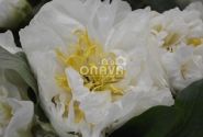 Paeonia hybride Sunny Girl 2/3