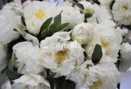 Paeonia hybride Sunny Girl 2/3