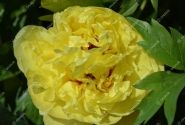 Paeonia intersectional Yellow Crown 5/+