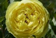 Paeonia intersectional Yellow Crown 5/+