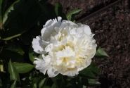 Paeonia lactiflora White Masterpiece 3/5
