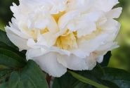 Paeonia lactiflora White Masterpiece 3/5