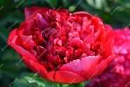 Paeonia hybride Christmas Velvet 2/3