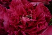 Paeonia hybride Belgravia 2/3