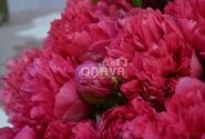 Paeonia hybride Belgravia 2/3