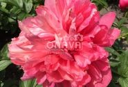 Paeonia hybride Belgravia 2/3