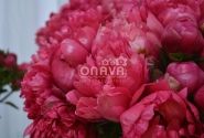 Paeonia hybride Belgravia 2/3