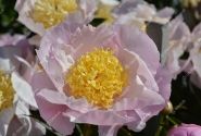 Paeonia hybride Garden Lace 2/3