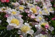 Paeonia hybride Garden Lace 2/3