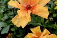 Ranunculus asiaticus Butterfly Charis