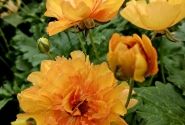 Ranunculus asiaticus Butterfly Charis