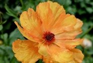 Ranunculus asiaticus Butterfly Charis