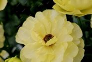 Ranunculus asiaticus Butterfly Helios