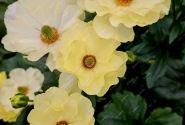 Ranunculus asiaticus Butterfly Helios