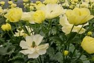 Ranunculus asiaticus Butterfly Helios