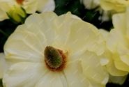 Ranunculus asiaticus Butterfly Helios