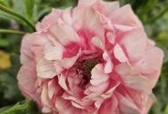 Ranunculus asiaticus Butterfly Hera