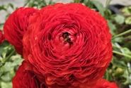 Ranunculus asiaticus Romance Get Lucky