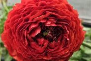 Ranunculus asiaticus Romance Get Lucky