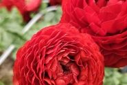 Ranunculus asiaticus Romance Get Lucky