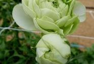 Ranunculus asiaticus Romance Grenoble