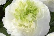 Ranunculus asiaticus Romance Grenoble