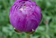 Ranunculus asiaticus Romance Loubeyres