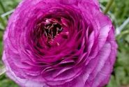 Ranunculus asiaticus Romance Loubeyres