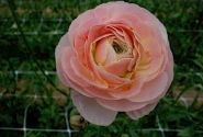 Ranunculus asiaticus Romance Maritime