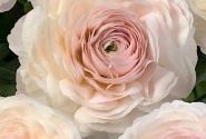 Ranunculus asiaticus Romance Maritime