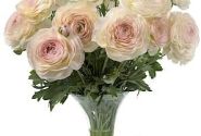 Ranunculus asiaticus Romance Maritime