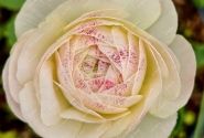 Ranunculus asiaticus Romance Maritime