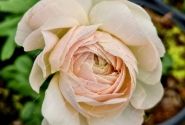 Ranunculus asiaticus Romance Maritime