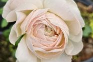 Ranunculus asiaticus Romance Maritime