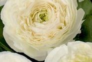 Ranunculus asiaticus Romance Montenvers