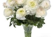 Ranunculus asiaticus Romance Montenvers